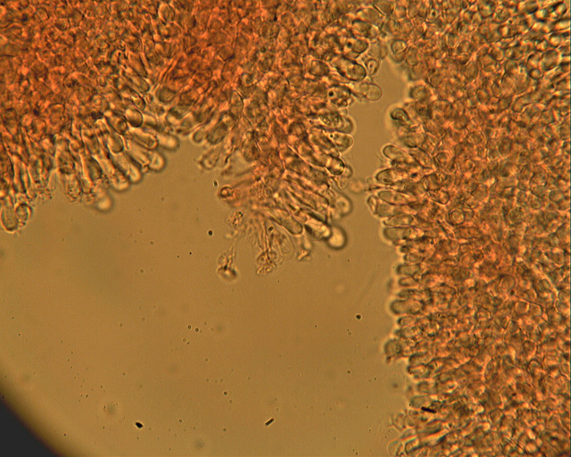 Messa a punto del microscopio